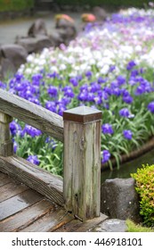 Iris flower
