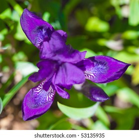 Iris flower background