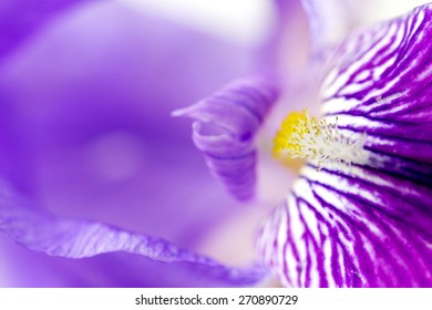 Iris Flower Close Up