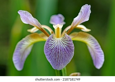 Iris flower in close up detail	