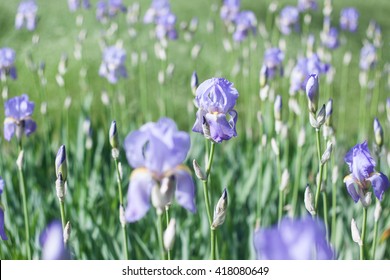 Iris Flower Field 