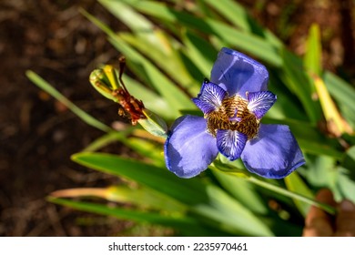 Iris flower (Flor-de-Lis - Neomarica caerulea), false violet iris on blurred background of green foliage with small black insect on its petal