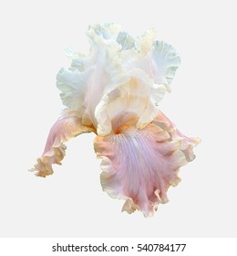 iris flower isolate on white background close-up