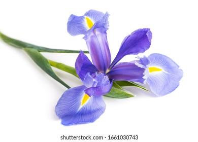 Iris Flower Isolated On White Background