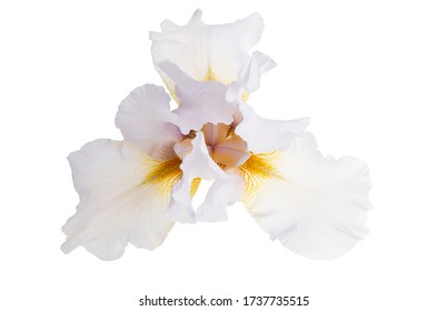 Iris Flower Isolated On White Background