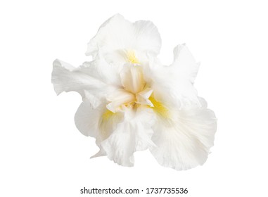 Iris Flower Isolated On White Background