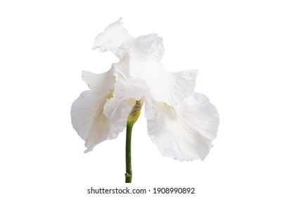 Iris Flower Isolated On White Background 