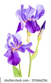 Iris Flower Isolated On White Background