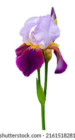  flor iris aislada