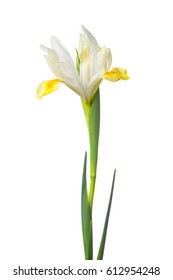 Iris Flower, Isolated On White