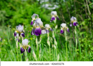 Iris flower in the park - Shutterstock ID 426655276