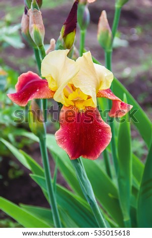 iris flowers, a beautiful spring flower bright color is different shades
