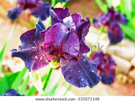 iris flowers, a beautiful spring flower bright color is different shades