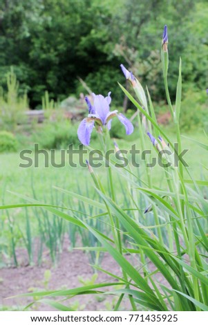 iris flowers, a beautiful spring flower