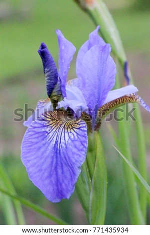iris flowers, a beautiful spring flower