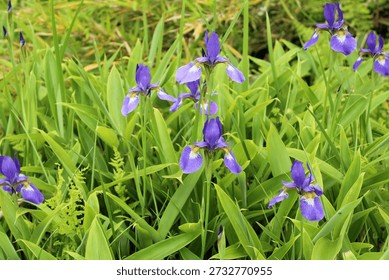 iris flowers I found while strolling through Karuizawa
