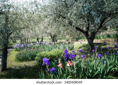 Iris Flowers In A Garden In Florence