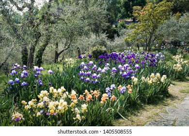 Iris Flowers In A Garden In Florence