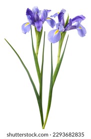 Iris flowers isolated on white background