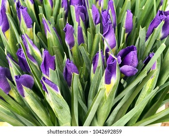 iris flowers. many young purple iris flowers. iris flwoers close up. spring violet flowers 