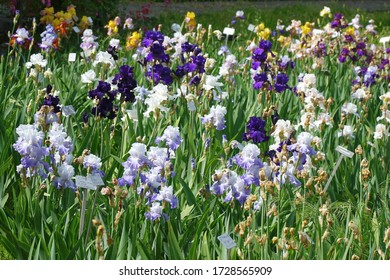 Iris, flowers in the park in Florence - Shutterstock ID 1728565909