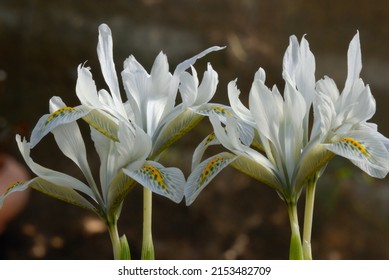 Iris 'Frank Elder' is a bulbous hybrid iris with light blue flowers, spring flowering