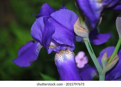 Iris Is A Genus Of Perennial Plants Of The Iris Or Iris Family. Iridaceae Large Violet Flower With Bizarre Petals. Long, Wide Flower Petals Grow In Different Directions.