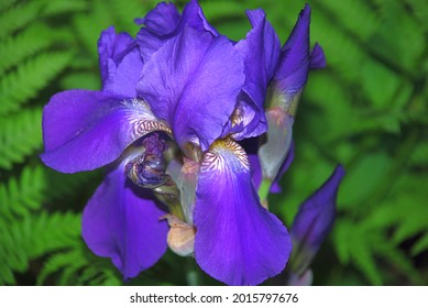 Iris Is A Genus Of Perennial Plants Of The Iris Or Iris Family. Iridaceae Large Violet Flower With Bizarre Petals. Long, Wide Flower Petals Grow In Different Directions.