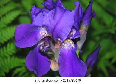 Iris Is A Genus Of Perennial Plants Of The Iris Or Iris Family. Iridaceae Large Violet Flower With Bizarre Petals. Long, Wide Flower Petals Grow In Different Directions.