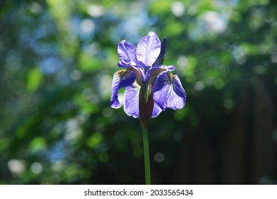 Iris Is A Genus Of Perennial Plants Of The Iris Or Iris Family. Iridaceae Large Violet Flower With Bizarre Petals. Long, Wide Flower Petals Grow In Different Directions.