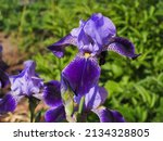 Iris Germanica or Bearded iris, bright colorful flowers with yellow hairs, close up. German bearded iris is herbaceous, flowering plant of the family Iridaceae. Popular garden plant.