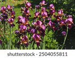 Iris Germanica or Bearded iris, bright colorful flowers, popular garden plant, growing in the field. German bearded iris is herbaceous, flowering plant of the family Iridaceae.