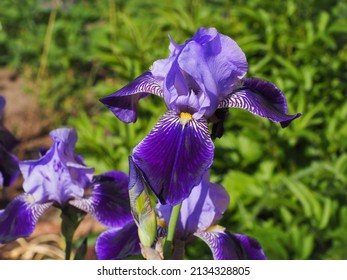 Iris Germanica or Bearded iris, bright colorful flowers with yellow hairs, close up. German bearded iris is herbaceous, flowering plant of the family Iridaceae. Popular garden plant.