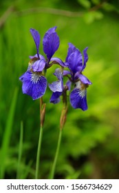 Iris Germanica Plant With Blue Flowers