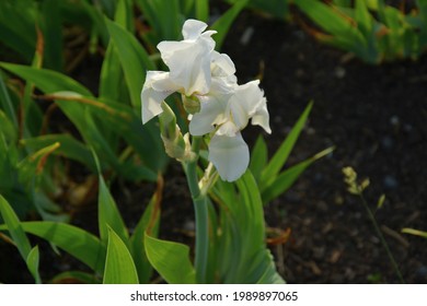 Iris Germanica White Knight .