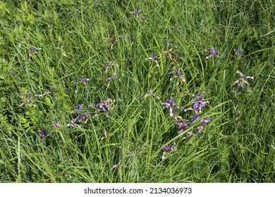 Iris graminea, Grassy-Leaved Iris, Iridaceae. Wild plant shot in summer.