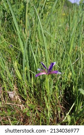 Iris graminea, Grassy-Leaved Iris, Iridaceae. Wild plant shot in summer.
