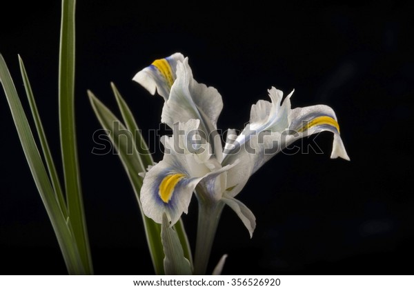 TÌNH YÊU CÂY CỎ ĐV 6 - Page 87 Iris-hymenospatha-flower-600w-356526920