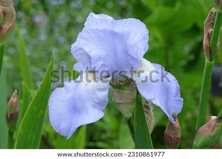 Iris 'Jane Phillips' in flower. 