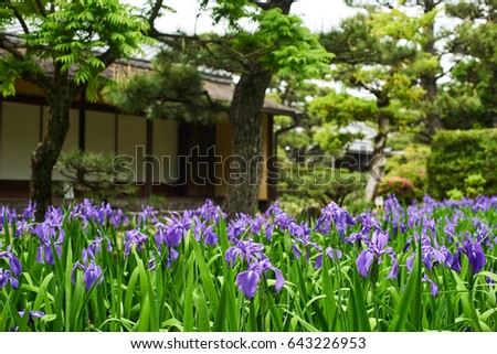 Iris laevigata and japanese old house