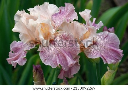 Iris 'Miltitzer Gestreifte' is a bearded iiris with white flowers an rose pink stripes on the falls