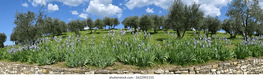 Iris pallida in bloom and olive trees on the Tuscan hills near Pontassieve in spring.The iris (Iris Pallida), the symbol of the city of Florence. Italy.