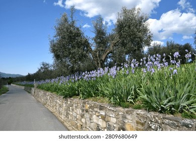 Iris pallida in bloom and olive trees on the Tuscan hills near Pontassieve in spring with stunning blue sky.The iris (Iris Pallida), the symbol of the city of Florence. Italy.