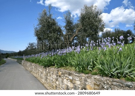 Iris pallida in bloom and olive trees on the Tuscan hills near Pontassieve in spring with stunning blue sky.The iris (Iris Pallida), the symbol of the city of Florence. Italy.