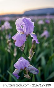 Iris Pallida Close-up On The Iris Field.