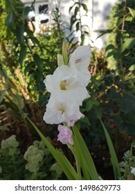 Iris Pallida Lam. Sweet Iris Flower