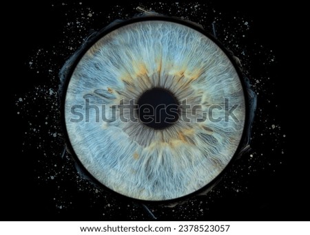 Iris Photo - Macro photo of the human pupil
