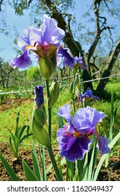 Iris Plant Bloom In Iris Garden In Florence, Italy