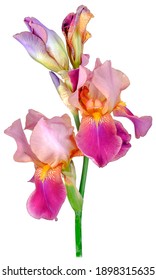 Iris plant with four rosebud petals of pink-purple brown color on a tall green trunk, close-up, isolated on a white background studio shooting.