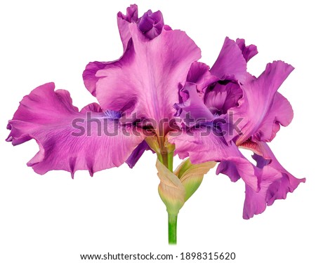 Iris plant single budded purple petals on a tall green trunk, close-up isolated on a white background studio shooting.
